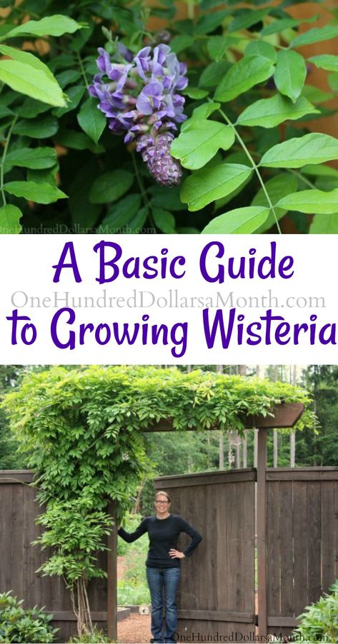 Growing Wisteria, Wisteria How To Grow, Pergola Trellis, Wisteria Trellis, Wisteria Pergola, Wisteria Garden, Wisteria Plant, Wisteria Tree, Garden Vines