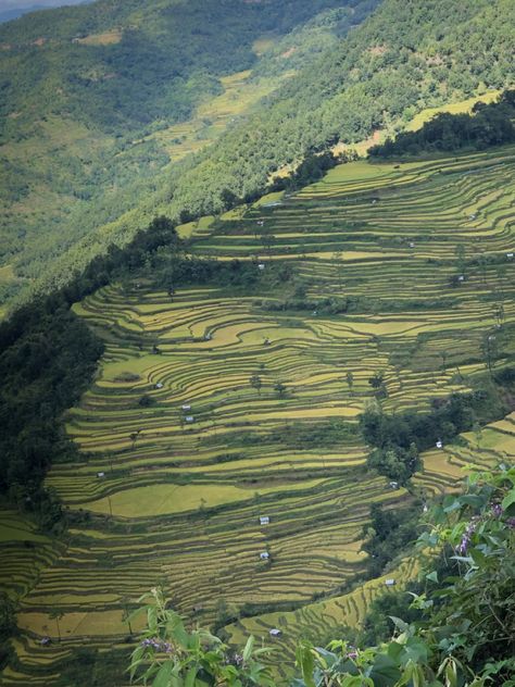 Nagaland Photography, Naga Food, Rice Paddy Fields, Sri Lanka Photography, Baby Tea, Rice Paddies, Regenerative Agriculture, Rice Paddy, Layout Architecture