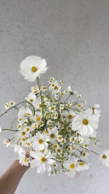 Small Daisy Flower Arrangements, Daisy Wedding Theme Color Schemes, Daisies Wedding Bouquet, Daisy Bridesmaid Bouquet, Daisy Wedding Theme, Montauk Daisy, Daisy Bridal Bouquet, Daisy Flower Arrangements, Daisy Bouquet Wedding