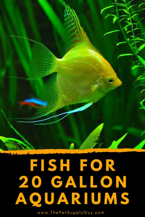 20gallon Fish Tank Ideas, 20 Gallon Tank Ideas, Glow Fish Aquarium, 25 Gallon Fish Tank Ideas, Glo Fish Tank Ideas, 29 Gallon Fish Tank Ideas, 20 Gallon Fish Tank Ideas, Guppy Fish Tank Ideas, Hexagon Fish Tank