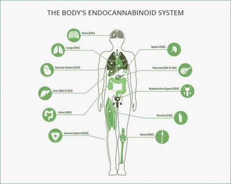 Cbd Oil Benefits, Endocannabinoid System, Irritable Bowel, Oil Benefits, Migraine, Cbd Oil, Medical Conditions, Immune System, Medicine