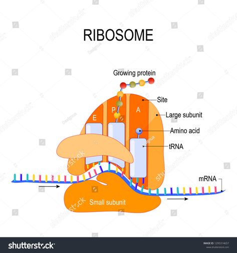 Anatomy of a ribosome. The Interaction of a Ribosome with mRNA. Process of initiation of translation (biological protein synthesis). diagram for your design, educational, medical, biological use #Ad , #Affiliate, #mRNA#Process#initiation#Ribosome Ribosomes Diagram, Bacteriophage Drawing, Protein Synthesis Diagram, Translation Biology, Biological Science, Study Biology, Love Wallpaper Download, Teaching Biology, Life Learning