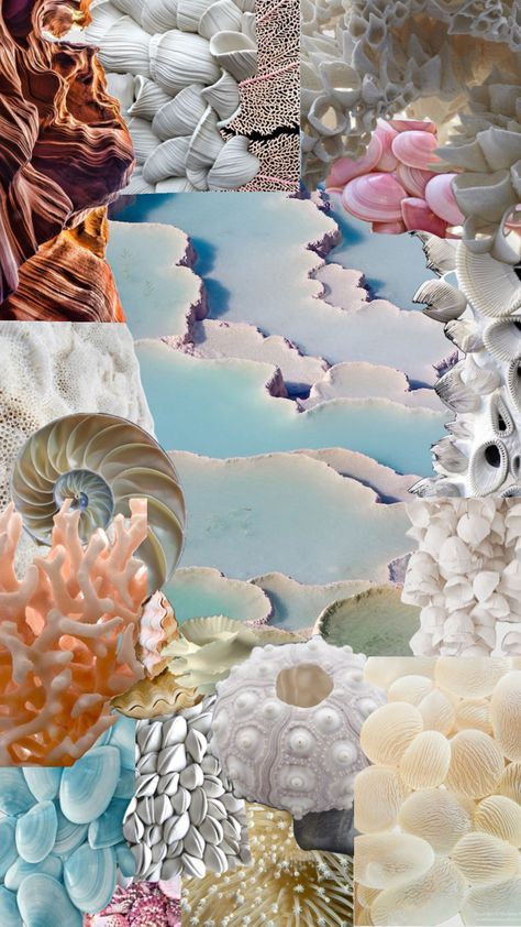 Terrace of seashells 🐚 #love #beach #vibes #blue #aesthetic #calm #relaxing #moodboard #foryou #shufflefyp Mood Board Sea Inspiration, Seashell Mood Board, Sea Shell Mood Board, Coral Reef Mood Board, Marine Moodboard, Shell Moodboard, Beach Mood Board, Sea Moodboard, Seashells Aesthetic