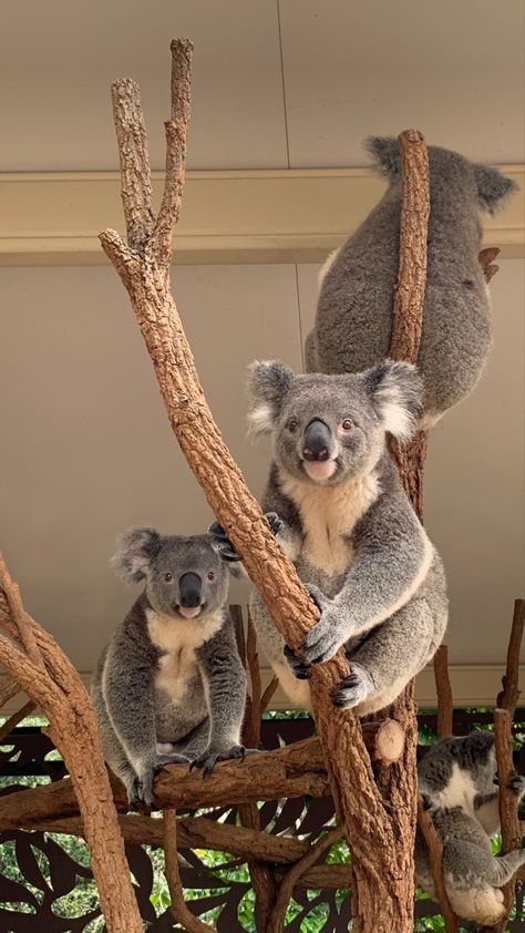 Australia Gap Year, Australia Zoo Aesthetic, Living In Australia Aesthetic, Australia Moodboard, Cute Koalas, Cute Australian Animals, Gap Year Travel, The Wombats, Melbourne Travel