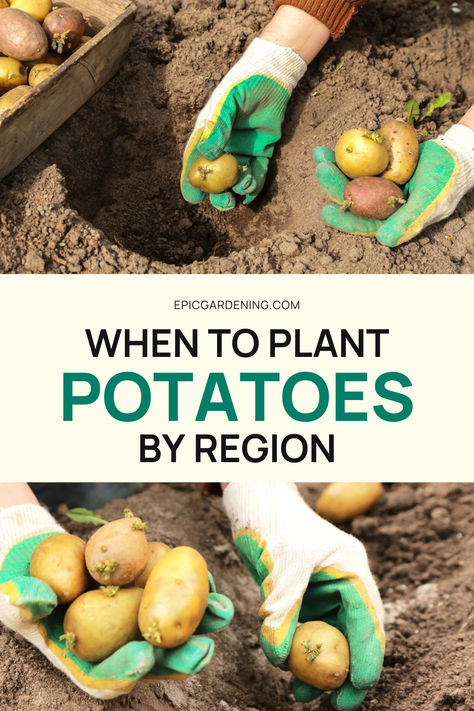 Are you considering growing potatoes this year? They are one of our top recommendations for beginner gardeners! Freshly grown potatoes are usually more tasty and healthy compared to store-bought ones, but when is the best time to plant them? Let's determine the optimal timing for potato planting based on the location you are in. Garden Potatoes How To Grow, When To Plant Potatoes In Zone 9, Grow Potatoes In Crates, How To Grow Potatoes In The Ground, When To Plant Potatoes In Zone 8, How To Plant Potatoes From Potatoes, Best Way To Plant Potatoes, When To Grow Potatoes, Potato Planting Ideas