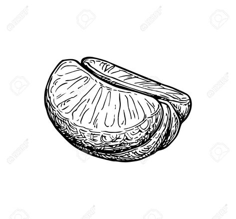 Half of tangerine without peel. Ink sketch isolated on white background. Hand drawn vector illustration. Retro style. , #spon, #sketch, #isolated, #white, #tangerine, #peel Mandarin Tattoo, Clementine Drawing, Tangerine Drawing, Tangerine Illustration, Tangerine Tattoo, Puzzle Purse, Hand Drawn Vector Illustrations, Hand Drawn Vector, Ink Sketch