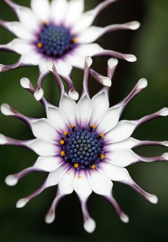 ✯ Osteospermum /African Daisey( annual)- I bought a pot last year. They are beautiful. Art African, Unusual Plants, Unusual Flowers, Rare Flowers, Unique Flowers, Exotic Flowers, Beautiful Blooms, Dream Garden, Plant Life