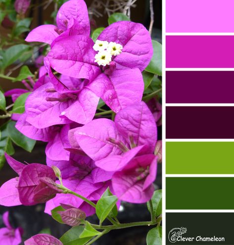 Purple Bougainvillea color scheme from Clever Chameleon Bougainvillea Colors, Tropical Interior Design, Choosing Fabric, Purple Paint, Pallet Painting, Design Seeds, Bougainvillea, Colour Board, Diy Sewing Projects