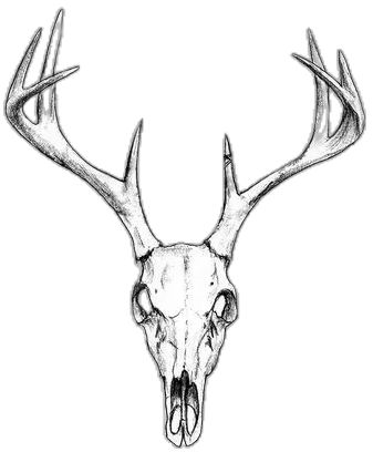 Deer Antler Tattoo, Deer Skull Drawing, Deer Skull Tattoo, Vegvisir Tattoo, Moose Skull, Deer Head Tattoo, Antler Tattoo, Deer Skull Tattoos, Deer Skull Art