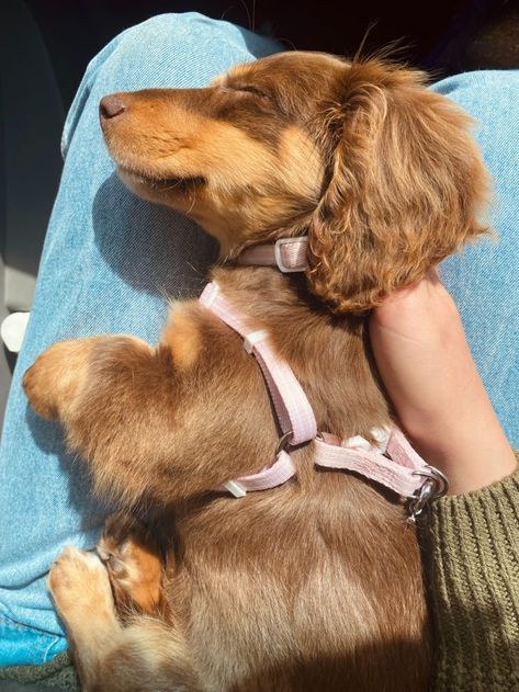 10 Exquisite Dog Breeds With Floppy Ears Weiner Dog Puppies, Dapple Dachshund Puppy, Dachshund Puppy Miniature, Really Cute Puppies, Dapple Dachshund, Cute Animals Puppies, Very Cute Dogs, Really Cute Dogs