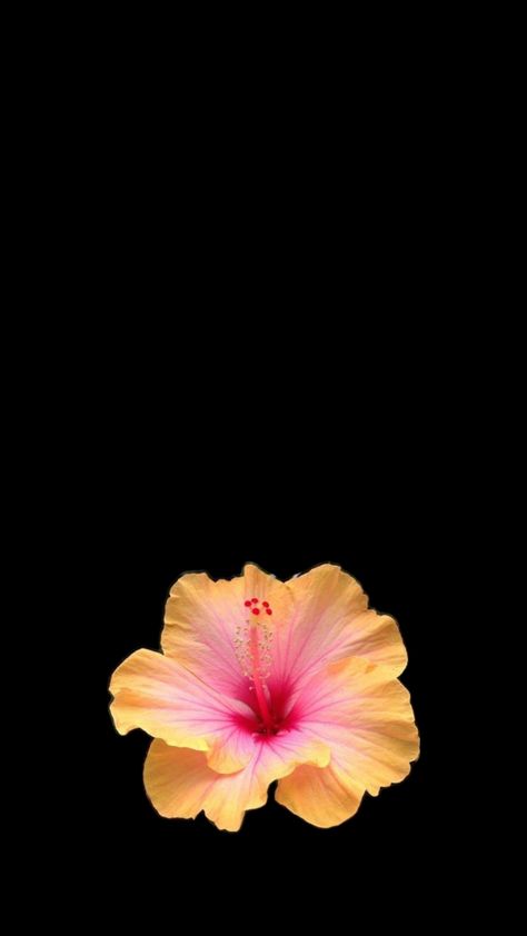 Hibiscus Flower Wallpaper Aesthetic, Flower Lockscreen, Black Flowers Wallpaper, Flowers Black Background, Graffiti Wallpaper Iphone, Cute Summer Wallpapers, Arte Van Gogh, Flower Icons, Flower Iphone Wallpaper