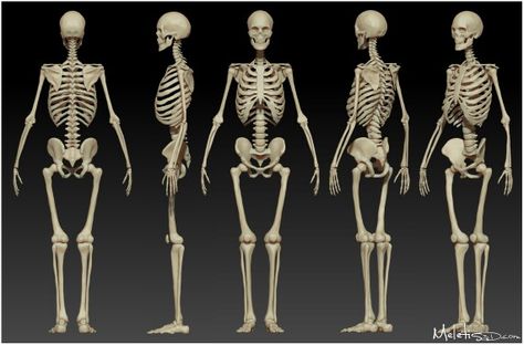 Female skeleton The Human Skeleton, Female Skeleton, Human Skeleton Anatomy, Skeleton Anatomy, Skeleton Drawings, Human Body Anatomy, Human Bones, Human Anatomy Drawing, Human Skeleton