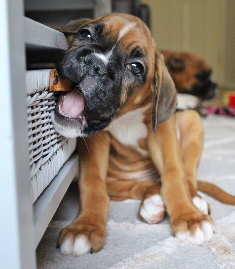 Cute Boxer Puppies, Boxer Pup, Boxer Dog Puppy, Boxer And Baby, Cute Boxers, Dog White, Cesar Millan, Boxer (dog), Boxer Puppy