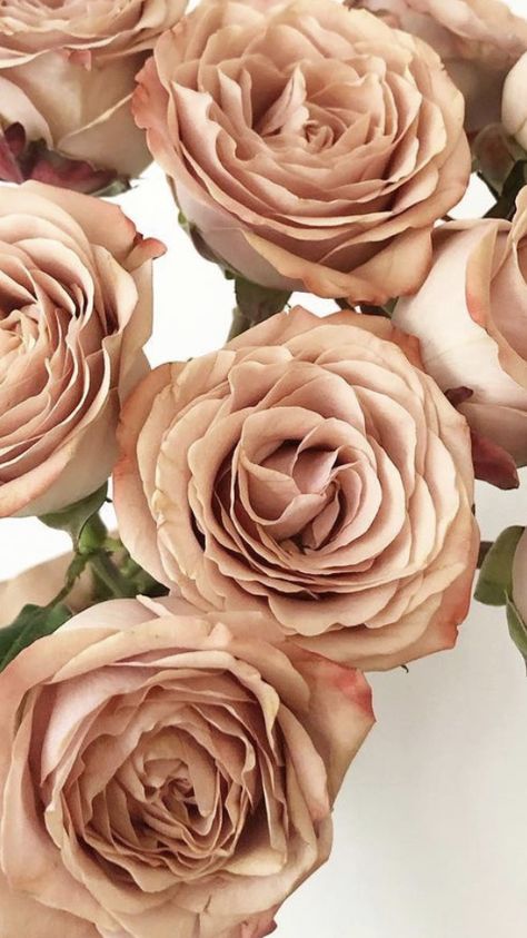 Roses | Wholesale Flowers | Fresh Flowers | Bulk Flowers Wedding Flower Types, Gold Rose Flower, Flower Types, Wholesale Roses, Wholesale Flowers, Flowers Roses, Types Of Flowers, Wedding Flower, Floral Designs