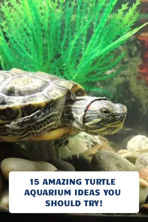 Are you looking for ideas for an aquarium that your turtle can ejoy? Well, look no further! This article will provide some great ideas for aquariums that will be perfecet for your turtle. #aquariumcare #aquariumdecor #turtleaquarium Diy Turtle Tank Ideas, Water Turtle Tank Ideas Indoor, Yellow Belly Turtle Tank Ideas, Turtle Tank Decor Ideas, Aquatic Turtle Habitat Ideas Indoor, Aquarium Ideas Minecraft, Water Turtle Tank Ideas, Aquatic Turtle Tank Ideas, Turtle Aquarium Ideas