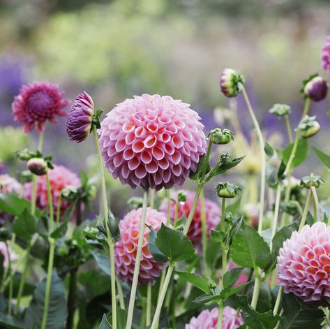 The #1 Mistake Beginners Always Make When Growing Dahlias, According to a Gardening Expert Pink Globe, Nursery Bed, Growing Dahlias, Flower Nursery, Flowering Shrubs, Flowering Vines, Black Eyed Susan, Flowers Perennials, Veggie Garden