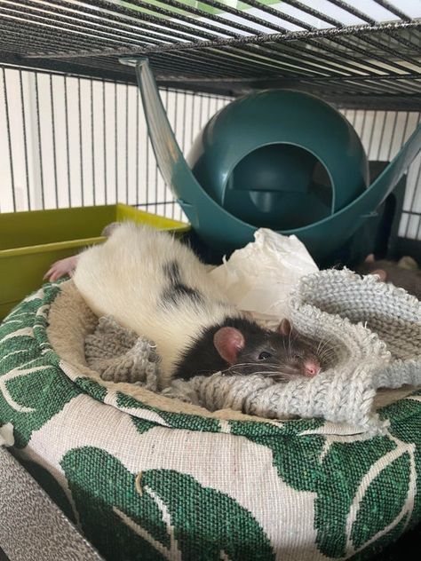 Rattus Rattus, Rat Care, Going Dark, Dumbo Rat, Baby Rats, Rat Toys, Funny Rats, Rat Cage, Fancy Rat