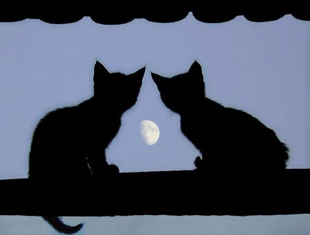 "All made of cheese!"  "No way!"  "Way! Think of all the mice..." Looking At The Moon, Crystal Castles, Söt Katt, Cat Silhouette, I Love Cats, Kitty Kitty, Cats Meow, All About Cats, Pics Art