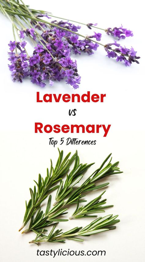 Is lavender better than rosemary | do rosemary and lavender go together | lavender and rosemary benefits | difference between rosemary and lavender | summer dinner recipes | healthy lunch ideas | dinner ideas | breakfast ideas | easy healthy dinner recipes Rosemary Benefits, Spices And Their Uses, Spices List, Diy Spice Blends, Breakfast Ideas Easy Healthy, Lavender And Rosemary, Breakfast Ideas Easy, Growing Rosemary, Rosemary Tea