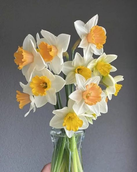 Daffodil Bouquets: Creating Stunning Spring Arrangements Daffodil Flower Aesthetic, Daffodil Wedding, Daffodil Bouquet, Succulent Tree, Colorful Arrangements, Yellow Bouquets, Spring Arrangements, Growing Strawberries, Daffodil Flower