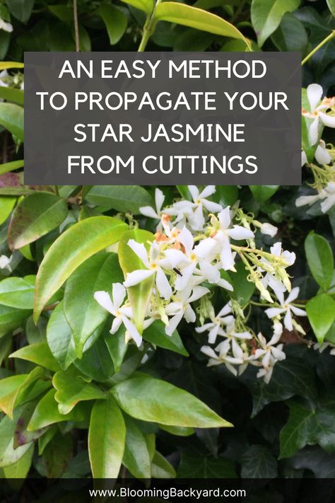 A simple way to propagate your star jasmine from cuttings Star Jasmine Trellis, Star Jasmine Vine, Jasmine Plant Indoor, Jasmine Bush, Jasmine Vines, Jasmine Tree, Jasmine Vine, Jasmine Plant, Diy Trellis