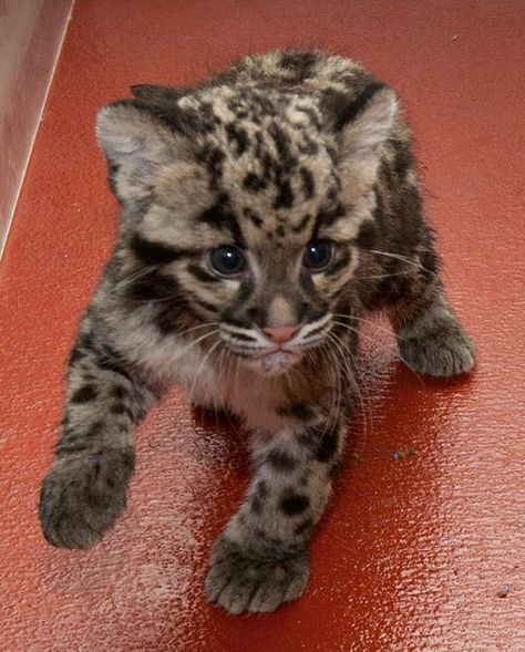 baby leopard... I'm putting this lil guy on the puppy board even tho he doesn't belong Cheetahs, Leopard Cub, Gato Grande, Clouded Leopard, Baby Leopard, Cute Animal Photos, Cute Creatures, Animal Photo, Beautiful Cats