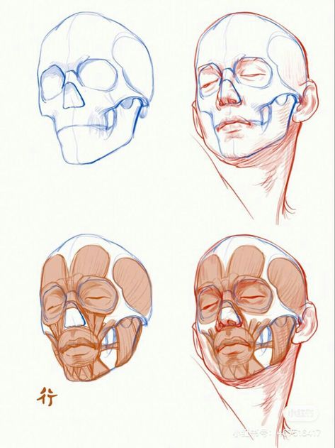 Face Proportions Sculpture, Head Muscles Anatomy Drawings, Head And Face Anatomy, Head Construction Anatomy, Head Anatomy Sketch, Face Muscles Anatomy Drawings, Face Drawing Anatomy, Anatomy Head Drawing, Facial Anatomy Drawing