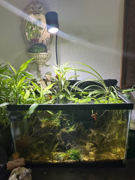 20 Gallon Planted Aquarium, 10 Gallon Paludarium, Fish Tank 10 Gallon Ideas, Peace Lily Fish Tank, 10 Gallon Planted Betta Tank, 10 Gallon Planted Tank, Planted 10 Gallon Aquarium, Betta Tank Aesthetic, 10 Gallon Planted Aquarium