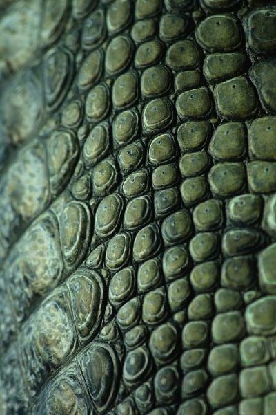 Nature, Crocodile Photography, Crocodile Decor, Dragon Skin Texture, Crocodile Scales, Cool Textures, Crocodile Skin Texture, Green Scales, Reptile Scales