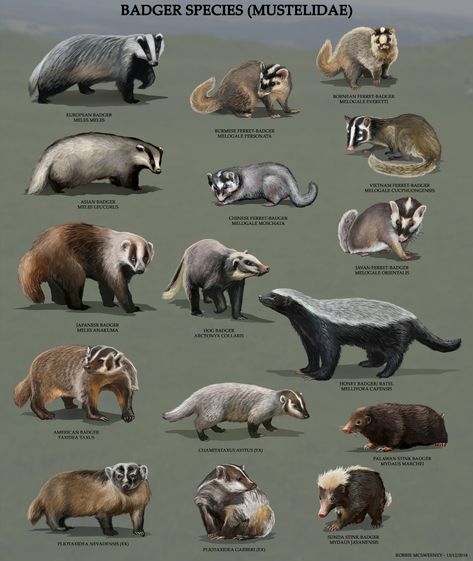 ArtStation - All Badger species, Robbie McSweeney Animal Infographic, Wild Animals Pictures, Animal Tracks, Animals Friendship, Animal Groups, Animal Species, Animal Facts, Animal Posters, Wildlife Animals