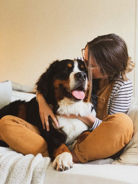 Bernese Mountain Dog Photography, Bernese Mountain Dog Aesthetic, Burnese Mountain Dog, Burmese Mountain Dogs, Big Fluffy Dogs, Bernese Dog, Dog Business, Pretty Dogs, Fluffy Dogs