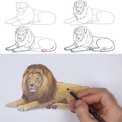 Colored Pencil Step By Step, Lion Drawing Simple, Draw A Lion, Realistic Animal Drawings, Lion Sketch, Drawing Instructions, Color Video, Lion Drawing, Pencil Drawing Tutorials