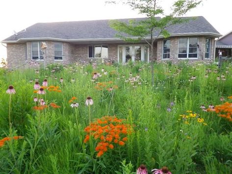 Backyard habitat | Minnesota DNR Habitat Restoration, Backyard Habitat, Habitat Restore, Prairie Garden, Patio Inspiration, Farm Garden, Rain Garden, Wildlife Habitat, Native Garden