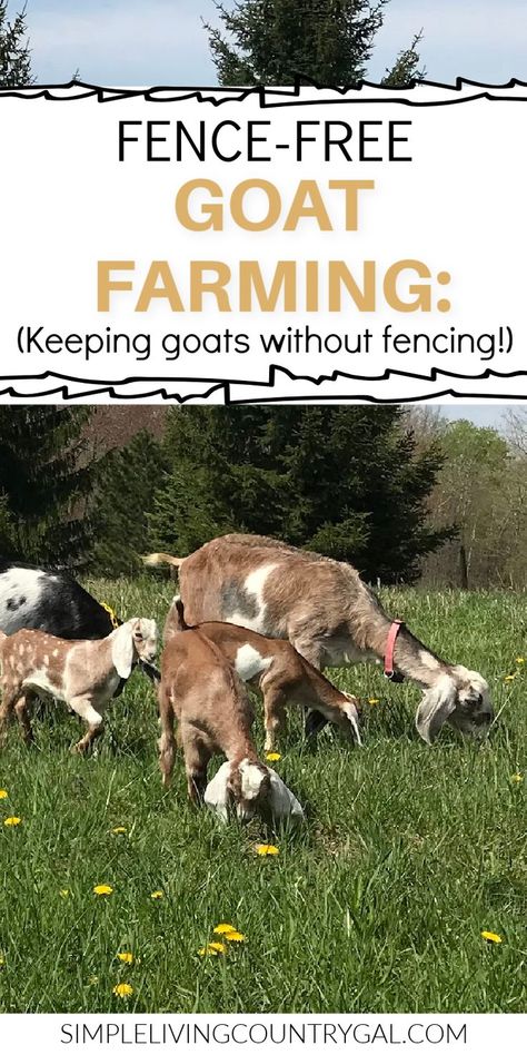 Temporary Goat Fencing, Goat Fence Ideas, Goat Fencing, Kiko Goats, Breeding Goats, Goat Ideas, Goat Fence, Keeping Goats, Goat Pen