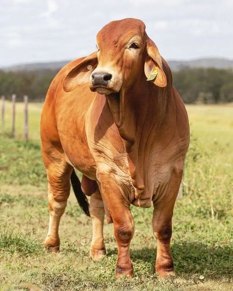 Brahman Bull, Iron Man Pictures, Bucking Bulls, African Life, Cow Colour, Cow Photos, Show Cattle, Farm Lifestyle, Cow Face