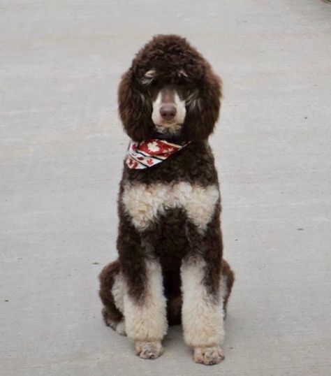 Retired Dams - Isle of Standard Poodles Phantom Standard Poodle, Big Poodle Dogs, Big Poodle, Phantom Poodle, Moyen Poodle, Parti Poodle, Poodle Dogs, Standard Poodles, Dog Breeder