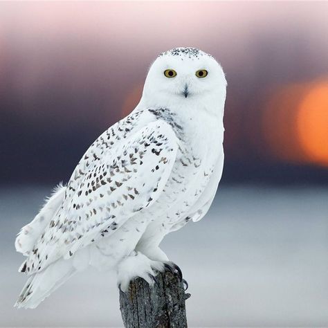 Scary Birds, Owl Photography, Snow Owl, Owl Pictures, Gray Owl, White Owl, Biome, Majestic Animals, Snowy Owl