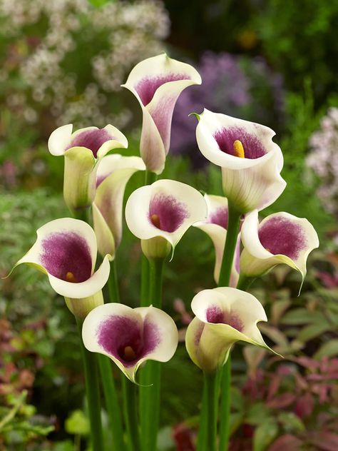 Calla Lily Picasso | DutchGrown™ Calla Lily Bulbs, Purple Calla Lily, Purple Calla Lilies, Arum Lily, Amaryllis Bulbs, Lily Bulbs, Daffodil Bulbs, Beautiful Flowers Pictures, Bulb Flowers