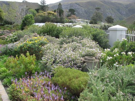 fynbos country cottage garden style Fynbos Garden, Hornbeam Hedge, Country Cottage Garden, Dutch Gardens, Waterwise Garden, Dry Garden, Hydrangea Garden, Coastal Gardens, Back Garden