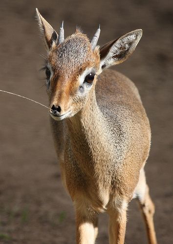 Dik-Dik: There are 4 species of dik-dik, all native to the grasslands of southern Africa. Similar to a mini antelope, they grow to a foot tall at the shoulder. Unlike other antelope, they do not live in herds, but form monogamous pairs that stand guard over their own territory. via smithsonianmag.org #Dik_Dik #smithsonianmag Dik Dik Antelope, Dik Dik, Animal Reference, Deer Family, Interesting Animals, Oh Deer, African Wildlife, Southern Africa, African Animals