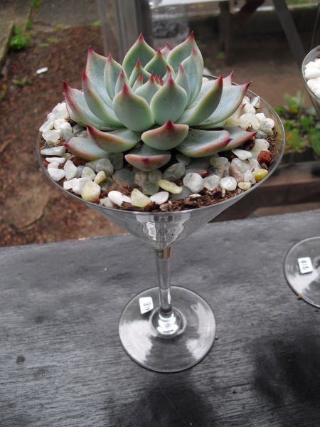 Martini Glass Echeveria Planting Station, Bamboo Plant Decor, Succulent Bar, Air Plants Diy, Succulent Wreath Diy, Succulents In Glass, Succulent Planting, Plants In Jars, Succulent Display