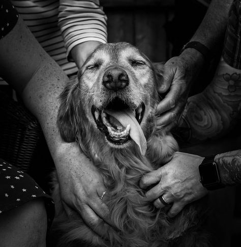 Last Photos With Dog, Dog Photoshoot Outdoor, Celebration Of Life Dog Photoshoot, Dog Celebration Of Life Photos, Senior Dog Photoshoot Ideas With Owner, Dog Memorial Photo Shoot, Celebration Of Life Dog Photography, Pet Photography Ideas With Owner, Puppy Picture Ideas Photography