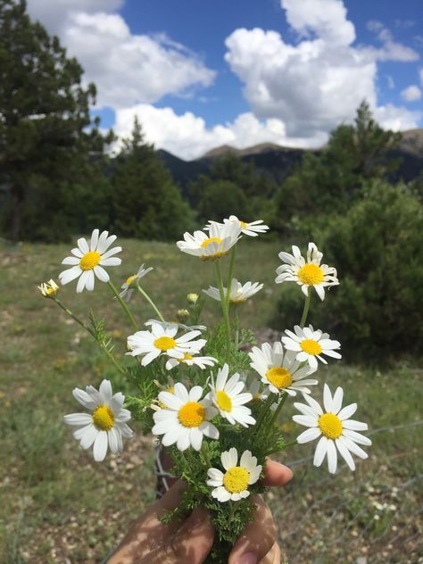 Daisy Flower Aesthetic, Daisy Flower Field, Daisy Flower Drawing, Daisy Aesthetic, Valentines Day Flowers, Daisy May, Daisy Field, Daisy Bouquet, Lily Plants