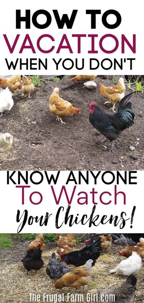 Small Chicken Coop For 2 Chickens, Building Chicken Run, Chickens Backyard Coops Diy, Chicken Scraps Bucket, All Things Chickens, Low Maintenance Chicken Coop, Chicken Coop Fence Ideas, Chicken Coop In Barn, Chicken Garden Ideas