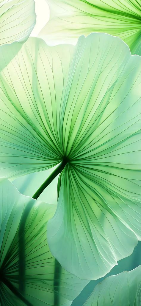 Welcome to follow Wallpaper Leaves, Green Nature Wallpaper, Iphone Wallpaper Texture, Green Leaf Wallpaper, Green Leaf Background, Image Moto, Cool Pictures For Wallpaper, Floral Wallpaper Phone, Phone Screen Wallpaper