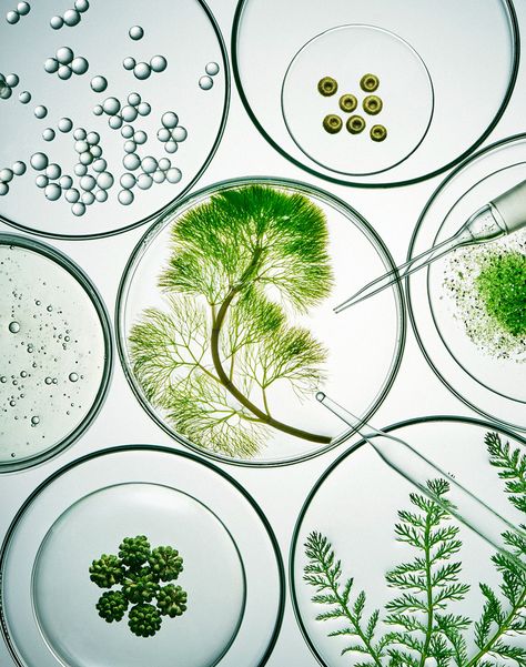 Science Photography, Nature Shoot, Foto Macro, Beauty Science, Deck Pictures, Biophilic Design, Petri Dish, Plant Science, Still Photography