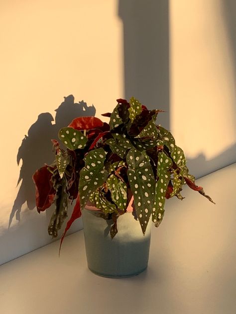 Red Plant Aesthetic, Ig Background, Red Begonia, Sunlight Aesthetic, Begonia Maculata, Red Plants, Plant Aesthetic, Red Sun, Deep Red