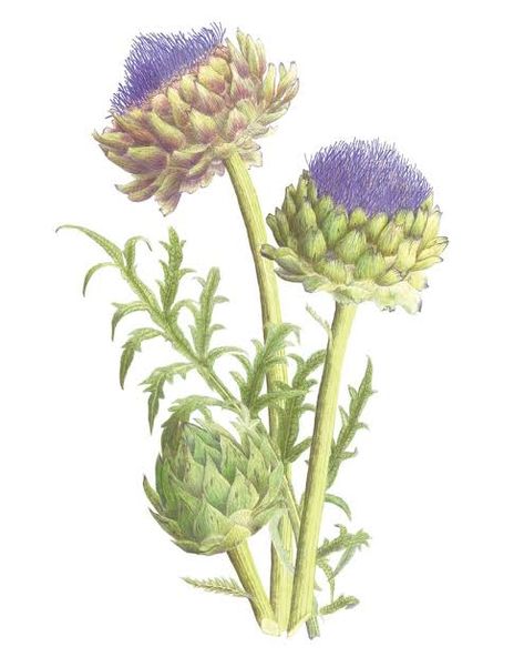 Artichoke Drawing, Artichoke Plants, Bloom Tattoo, Artichoke Flower, Perennial Vegetables, Watercolor Flowers Tutorial, Plant Tattoo, Abstract Flower Art, Abstract Floral Art