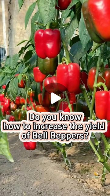 GardensMania on Instagram: "Methods to increase the yield for bell peppers #garden #gardening #gardeningtips #farming #farmingtips #planting #bellpeppers #peppers" Peppers Garden, Bell Pepper Plant, Pepper Plant, Garden Stand, Pepper Plants, Gardening 101, Bell Peppers, May 21, Lawn Garden