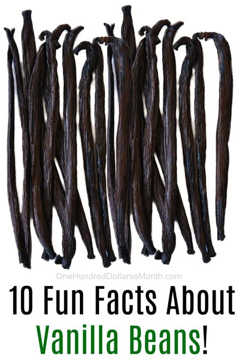 10 Fun Facts About Vanilla Beans! - One Hundred Dollars a Month Growing Vanilla Beans Indoors, Vanilla Bean Flower, Growing Vanilla Beans, Grow Vanilla, Vanilla Bean Extract Diy, How Many Vanilla Beans To Make Extract, Grow Vanilla Beans, Beans In Crockpot, 10 Fun Facts